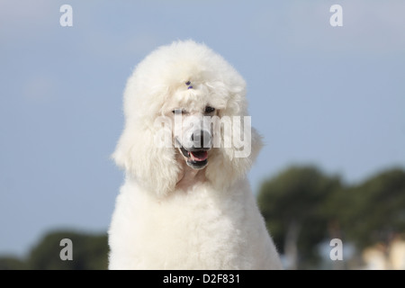 Pudel Hund / Pudel / Caniche standard Grande Erwachsene (weiss) Portrait Stockfoto