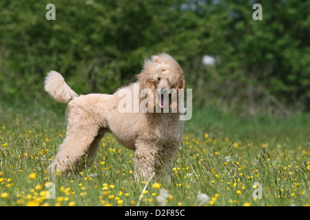 Pudel Hund / Pudel / Caniche standard Grande riesigen Erwachsenen (Aprikose) steht auf einer Wiese Stockfoto