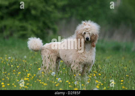 Pudel Hund / Pudel / Caniche standard Grande riesigen Erwachsenen (Aprikose) steht auf einer Wiese Stockfoto