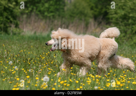 Pudel Hund / Pudel / Caniche standard Grande riesigen Erwachsenen (Aprikose) zu Fuß auf einer Wiese Stockfoto