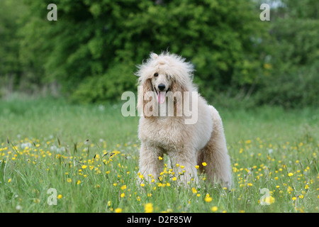 Pudel Hund / Pudel / Caniche standard Grande riesigen Erwachsenen (Aprikose) steht auf einer Wiese Stockfoto