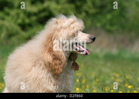 Pudel Hund / Pudel / Caniche standard Grande Erwachsene (Aprikose) Porträt Profil Stockfoto