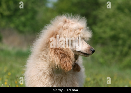 Pudel Hund / Pudel / Caniche standard Grande Erwachsene (Aprikose) Porträt Profil Stockfoto