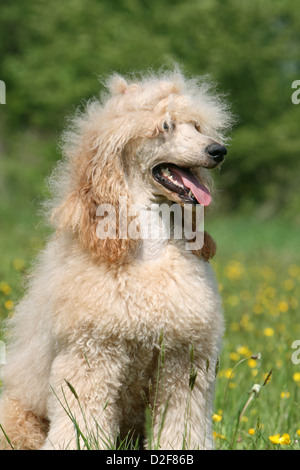 Pudel Hund / Pudel / Caniche standard Grande Erwachsene (Aprikose) Porträt Profil Stockfoto