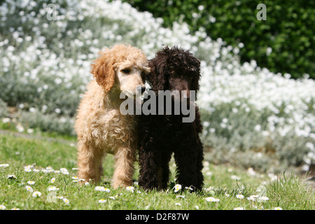 Pudel Hund / Pudel / Caniche standard Grande Riese zwei Welpen verschiedene Farben (Apricot und braun) steht in einem Garten Stockfoto