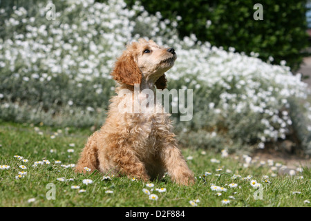 Pudel Hund / Pudel / Caniche standard Grande riesige Welpen (Aprikose) sitzen in einem Garten Stockfoto