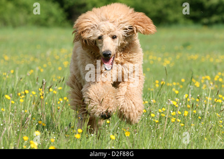 Pudel Hund / Pudel / Caniche standard Grande riesigen Erwachsenen (Aprikose) laufen auf einer Wiese Stockfoto