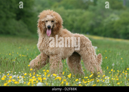 Pudel Hund / Pudel / Caniche standard Grande riesigen Erwachsenen (Aprikose) steht auf einer Wiese Stockfoto
