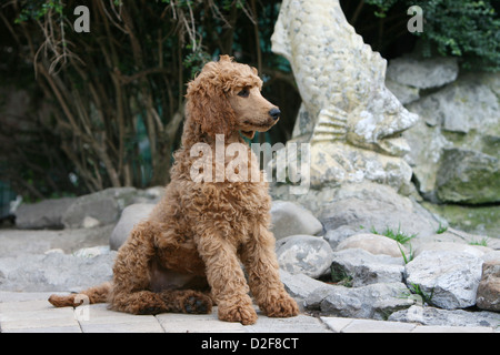 Pudel Hund / Pudel / Caniche standard Grande riesige Welpen (Aprikose) sitzen auf dem Boden Stockfoto