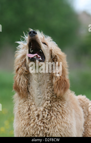 Pudel Hund / Pudel / Caniche standard Grande Erwachsene (Aprikose) Porträt Stockfoto