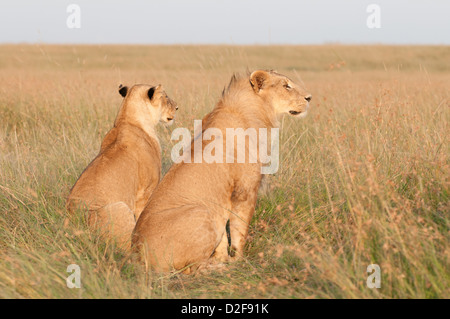 Zwei Löwen betrachtet ein Sie erwachsenen männlichen und weiblichen sitzen in langen Rasen Grasebene anzeigen aus ihrer hinten rechts Stockfoto