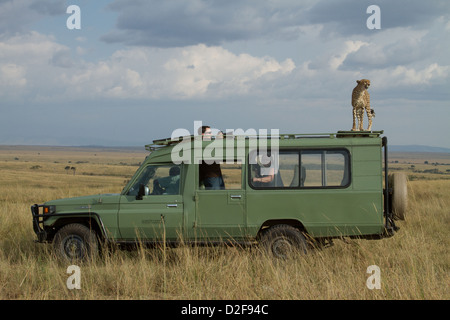 Gepard auf Safari-Fahrzeug beobachtet von Touristen in Masai Mara Kenia (Acinonyx Jubatus) Stockfoto