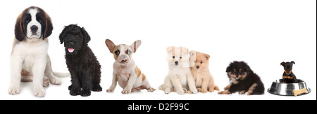 Lineup von 5 verschiedenen Hunderassen Welpen auf weiß Stockfoto