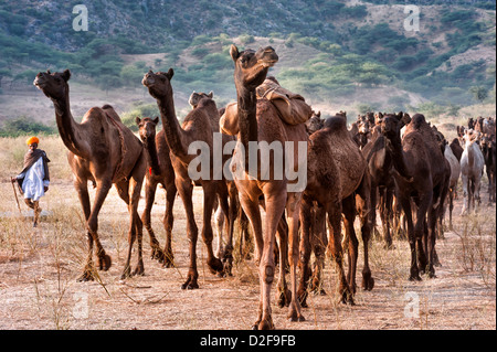 Eine Kamele Herder treibt eine Herde durch die Thar-Wüste in Richtung Pushkar für die jährliche Messe, Rajasthan, Indien. Stockfoto