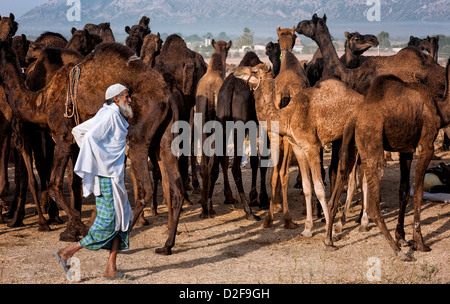 Eine Kamele Herder treibt eine Herde durch die Thar-Wüste in Richtung Pushkar für die jährliche Messe, Rajasthan, Indien. Stockfoto
