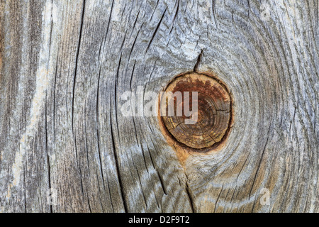 Nahaufnahme Detail Holzbrett mit Stamm Knoten aus alten Zweig Stockfoto