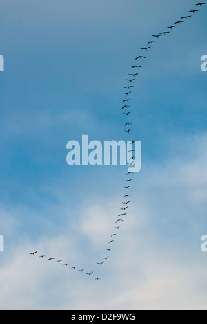Vogelschwarm fliegen In Himmel - Fliegende Kraniche (Grus Grus) in typische V-form Stockfoto