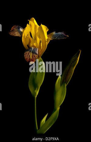 Eine wilde gelbe ungarische Iris (Iris Variegata) isoliert auf schwarzen Hintergrund Stockfoto