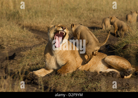 Löwin mit jungen Klettern auf ihr, Masai Mara, Kenia, Afrika gieren (Panther Leo) Stockfoto