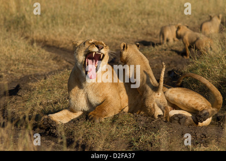 Löwin mit jungen Klettern auf ihr, Masai Mara, Kenia, Afrika gieren (Panther Leo) Stockfoto