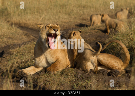 Löwin mit jungen Klettern auf ihr, Masai Mara, Kenia, Afrika gieren (Panther Leo) Stockfoto