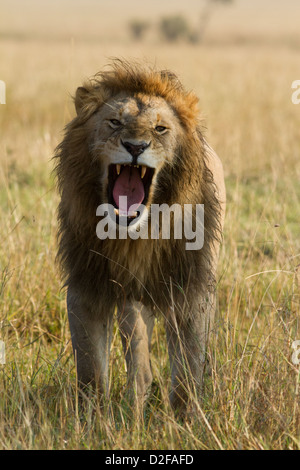 Gähnen männliche Löwen aus der Marsh stolz (Panthera Leo), Masai Mara, Kenia, Afrika Stockfoto