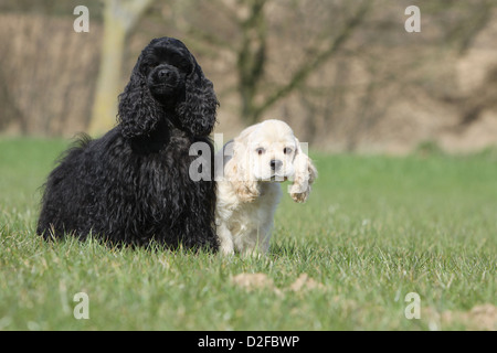 Hund American Cocker Spaniel Welpen und Erwachsene (schwarz und Creme) stehen auf einer Wiese Stockfoto