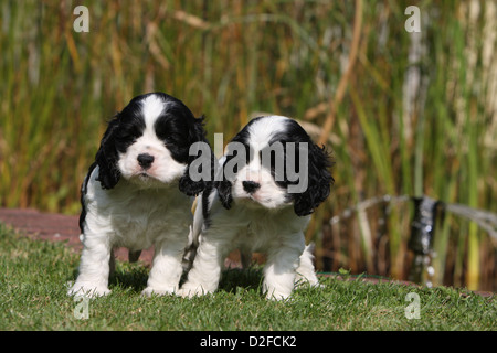 American Cocker Spaniel zwei Hundewelpen (schwarz und weiß) stehen auf dem Rasen Stockfoto