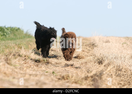 Barbet Hund / französische Wasserhund zwei Erwachsene in einem Feld Stockfoto