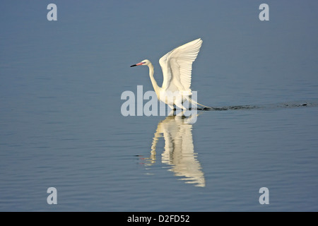 Rötliche Silberreiher (Egretta saniert) mit weißen morph Stockfoto