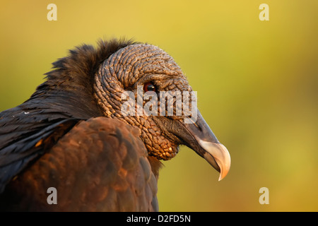 Porträt der Türkei Geier (Cathartes Aura) Stockfoto