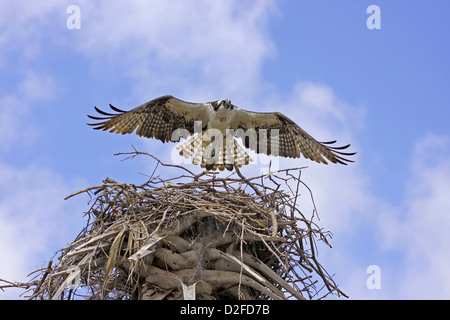 Fischadler (Pandion Haliaetus) nach dem Nest fliegen Stockfoto