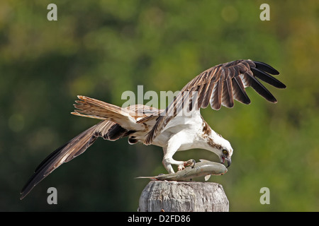 Fischadler (Pandion Haliaetus) auf einem Mast, der Verzehr von Fisch Stockfoto