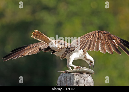 Fischadler (Pandion Haliaetus) auf einem Mast, der Verzehr von Fisch Stockfoto