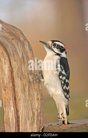 Dunenspecht (Picoides Pubescens) männlich Stockfoto