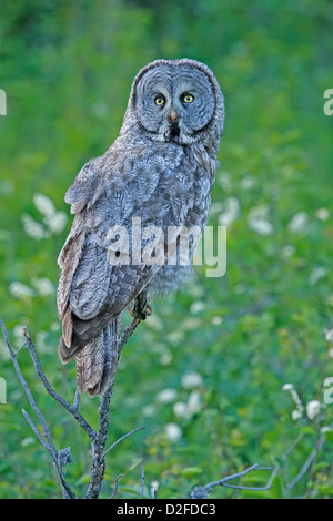 Große graue Eule (Strix Nebulosa) sitzen auf einem stick Stockfoto