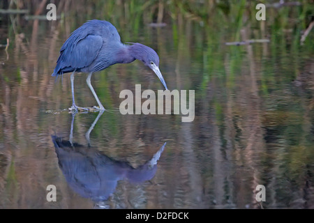Little Blue Heron (Egretta Caerulea) im Wasser stehend Stockfoto