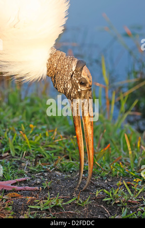 Porträt von Holz Storch (Mycteria Americana) Stockfoto