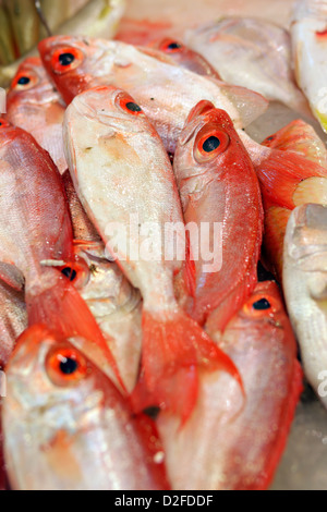 Hong Kong, China, Fisch im Fenster eine Fischhaendlers Stockfoto