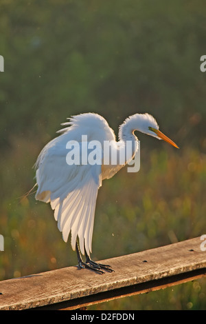 Silberreiher (Ardea Alba) Stockfoto