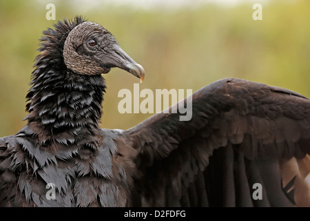 Porträt der Türkei Geier (Cathartes Aura) Stockfoto