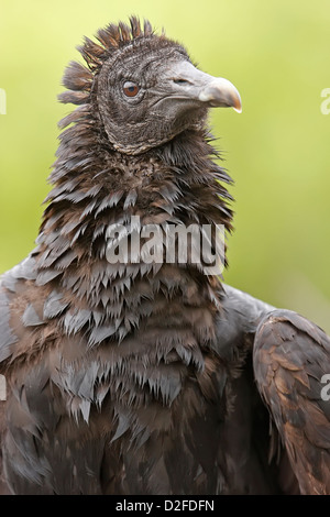 Porträt der Türkei Geier (Cathartes Aura) Stockfoto