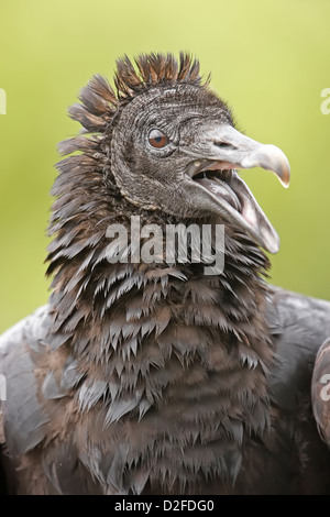 Porträt der Türkei Geier (Cathartes Aura) Stockfoto