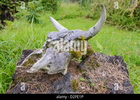 Kuh Schädel auf einem Felsen Stockfoto