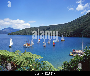 Yacht-Regatta in Blackwood Bay, Queen Charlotte Sound, Marlborough Sounds, Marlborough, Südinsel, Neuseeland Stockfoto