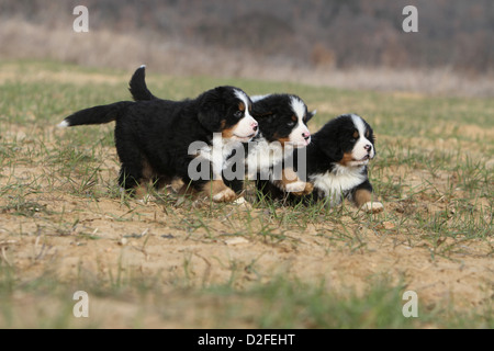 Hunde Berner Sennenhund drei Welpen zu Fuß auf einer Wiese Stockfoto