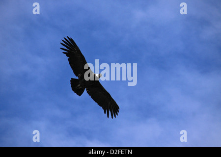 Andenkondor fliegen Stockfoto