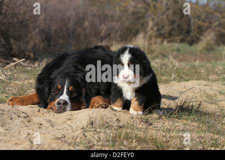 Erwachsener Hund Berner Berg Hund und Welpen in einer Wiese liegen Stockfoto