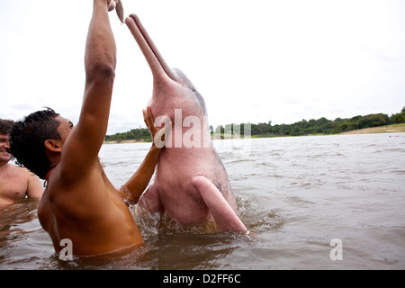 Ein junger indigener Mann ernährt einen Amazonas-Delfin (Inia geoffrensis) im brasilianischen Amazonasfluss für Touristen Stockfoto
