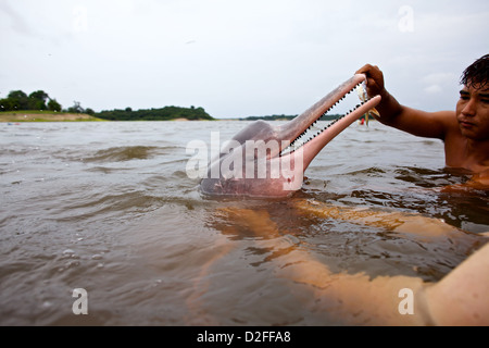 Ein junger indigener Mann ernährt einen Amazonas-Delfin (Inia geoffrensis) im brasilianischen Amazonasfluss für Touristen Stockfoto